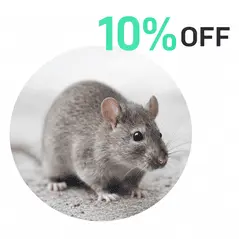 Souris grise avec promotion