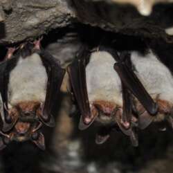 chauve souris dans un grenier