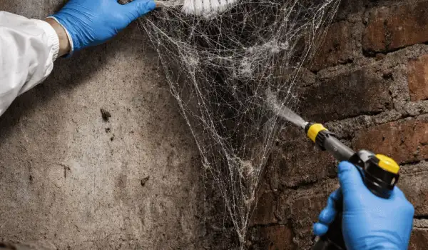 eradication-toile-araignee