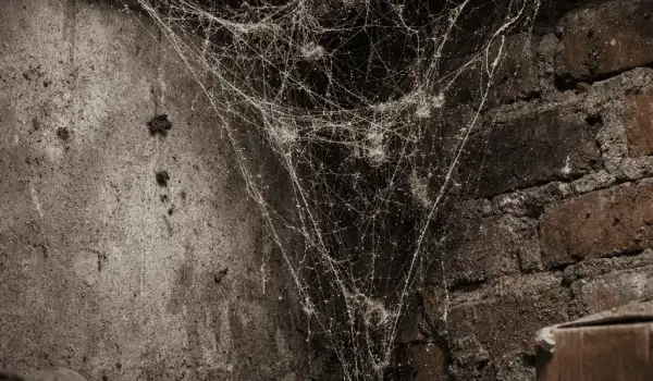 toile-araigne-dans-grenier